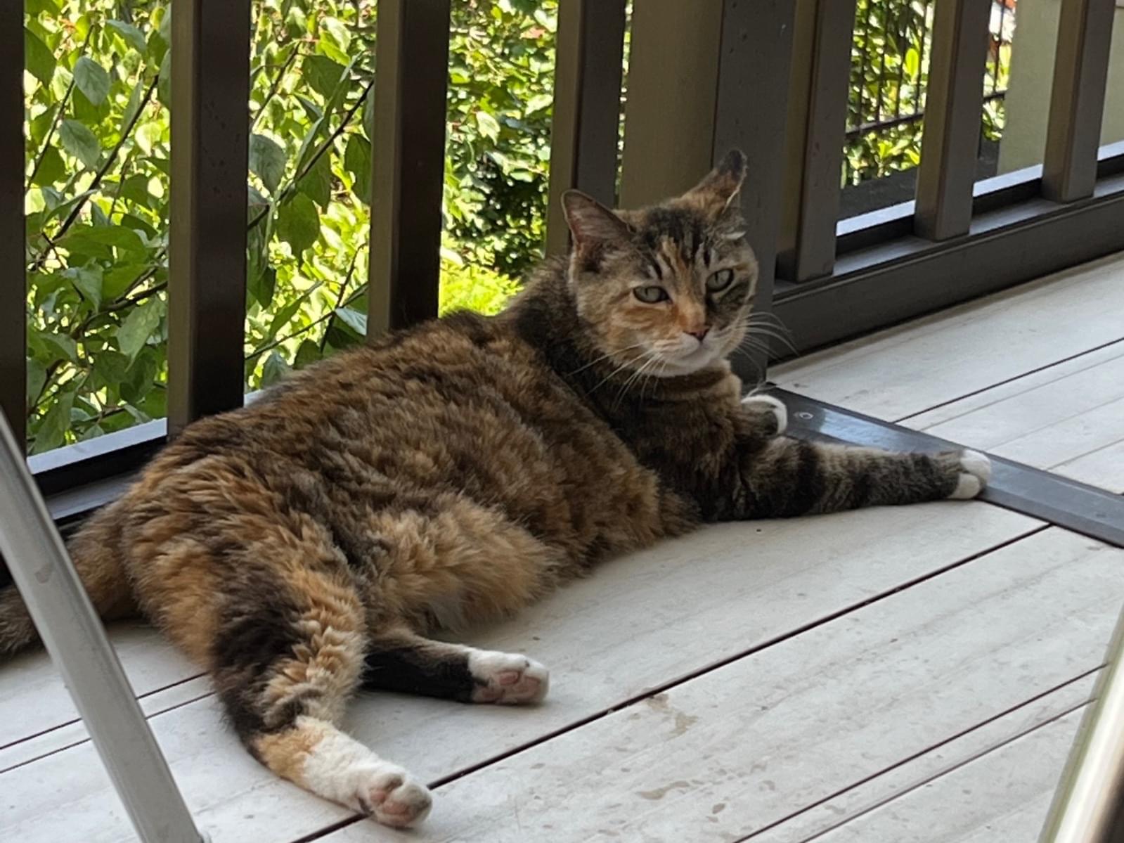 モカちゃん モカちゃん