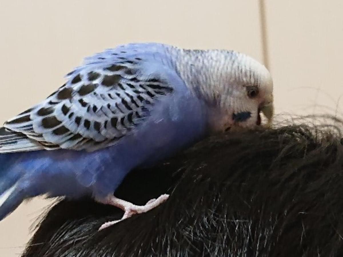 あおちゃん あおちゃん