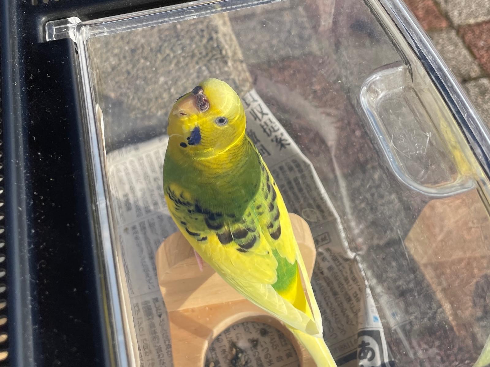 ハッピーちゃん