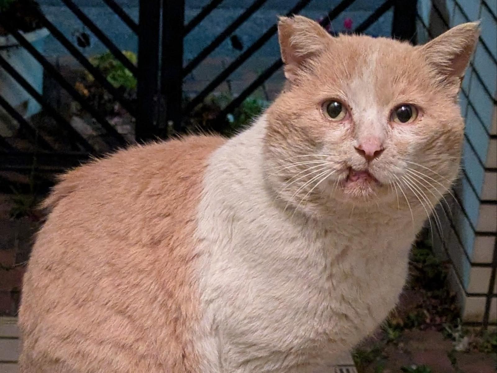 目撃された猫 目撃された猫