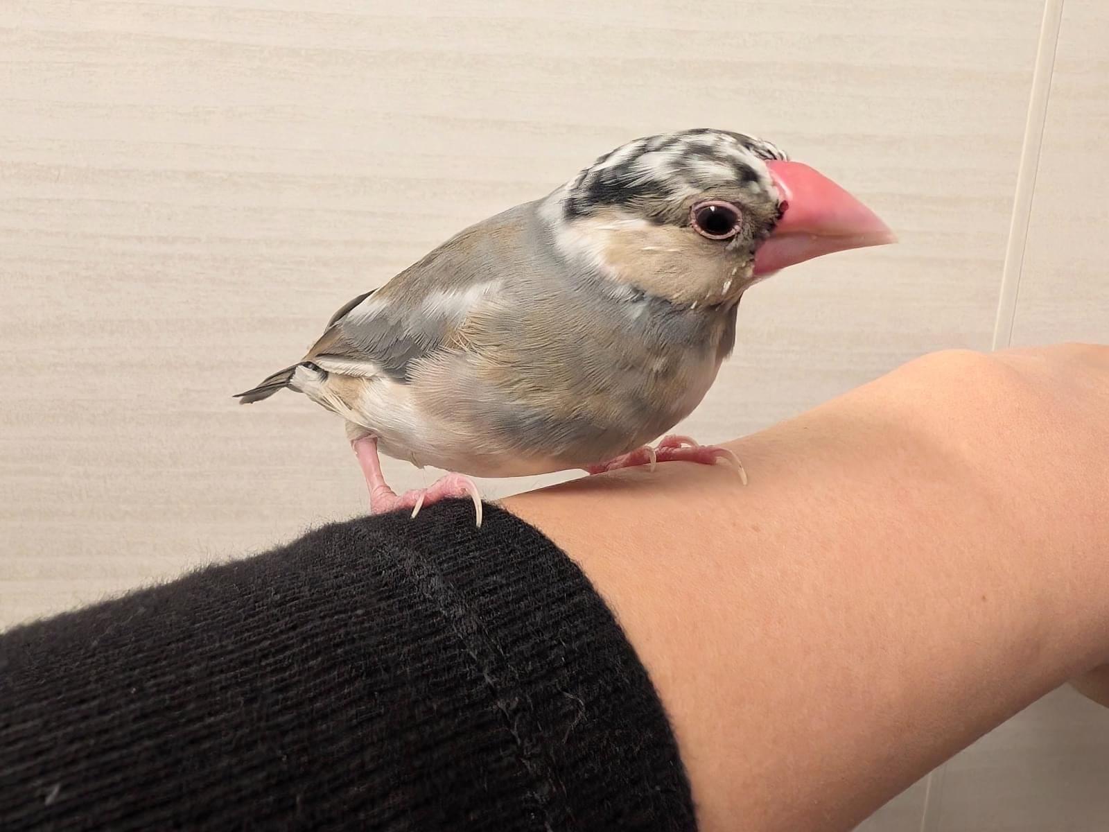 保護された鳥