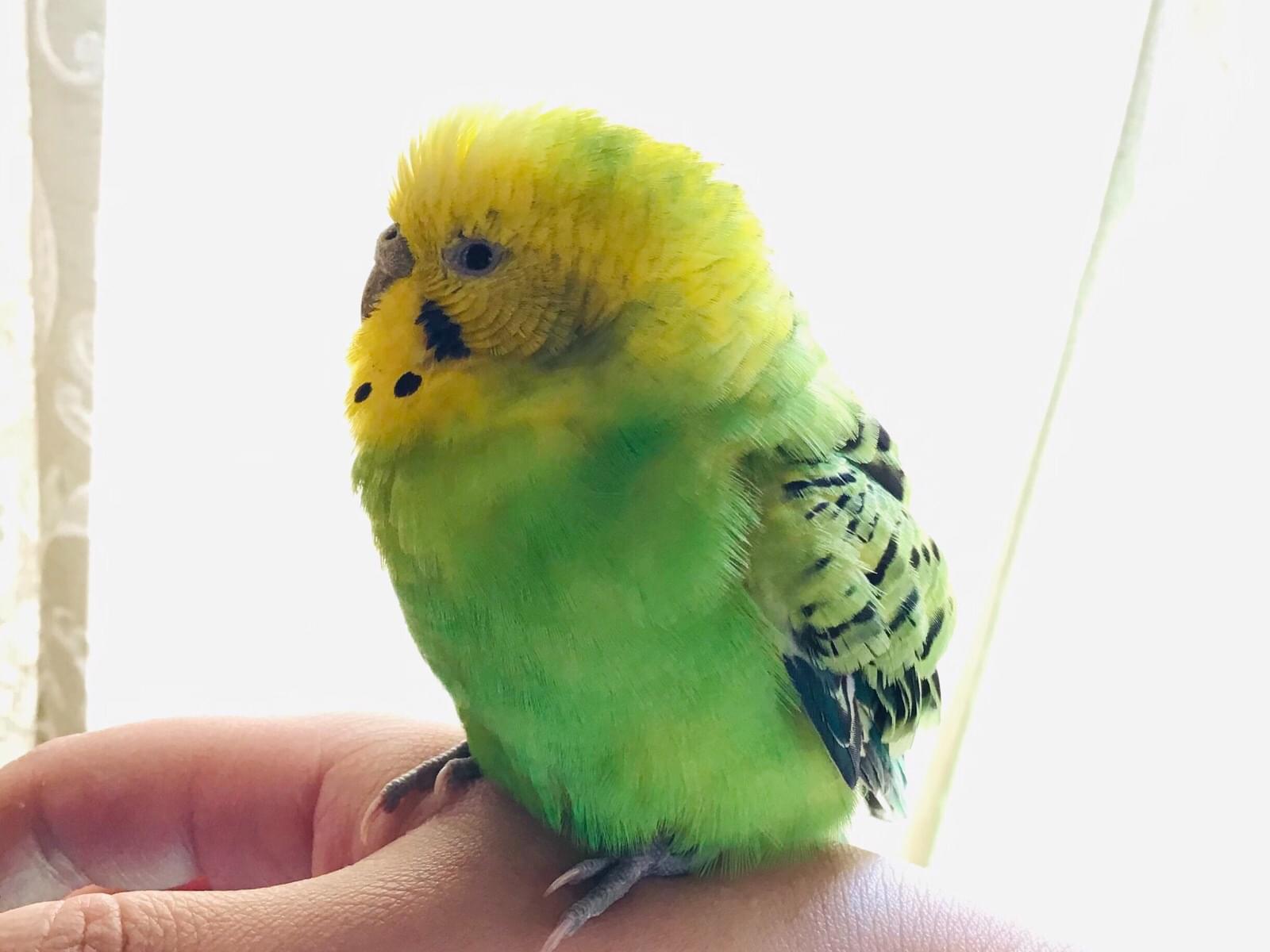 保護された鳥 保護された鳥