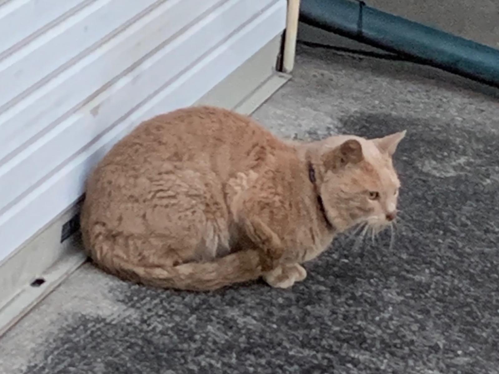 目撃された猫 目撃された猫