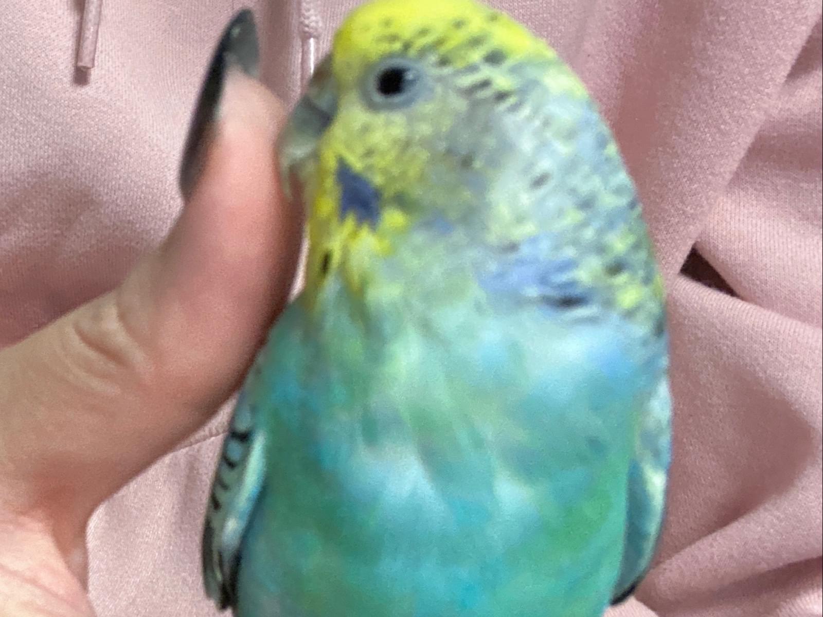 ぽっぽちゃん ぽっぽちゃん