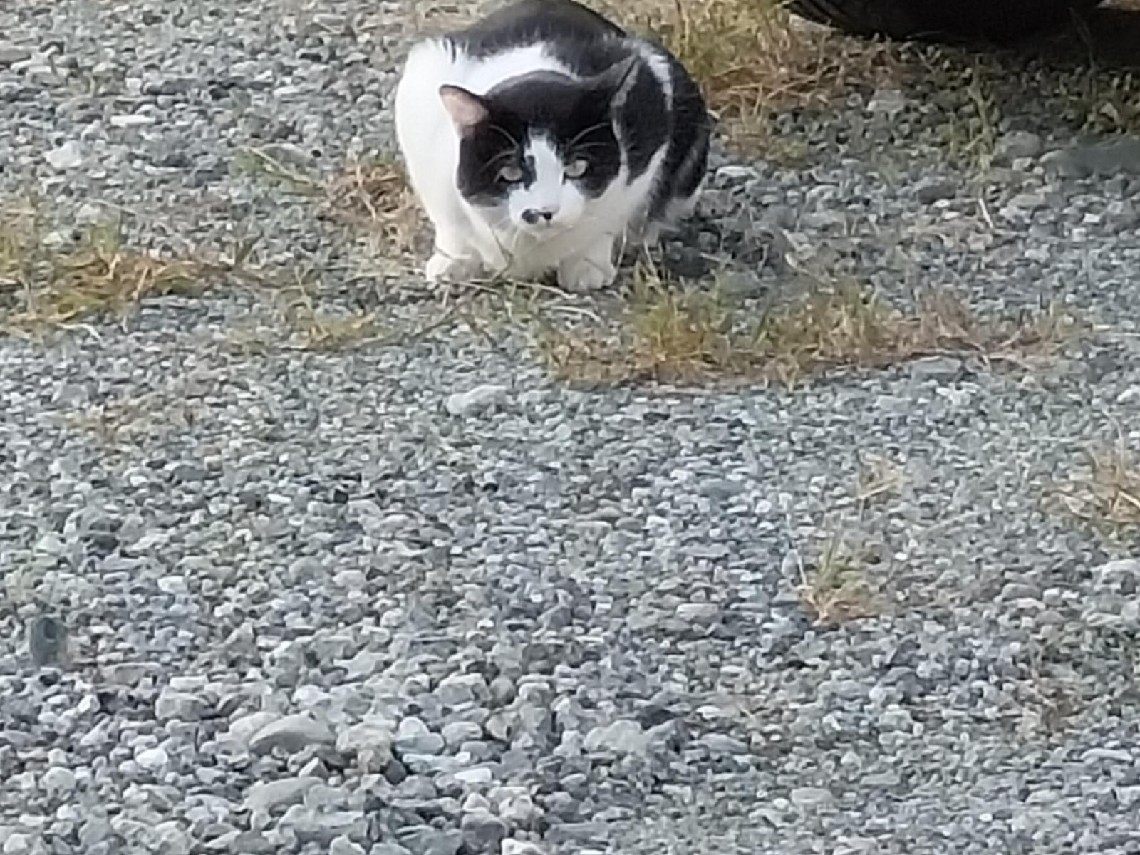 目撃された猫 目撃された猫
