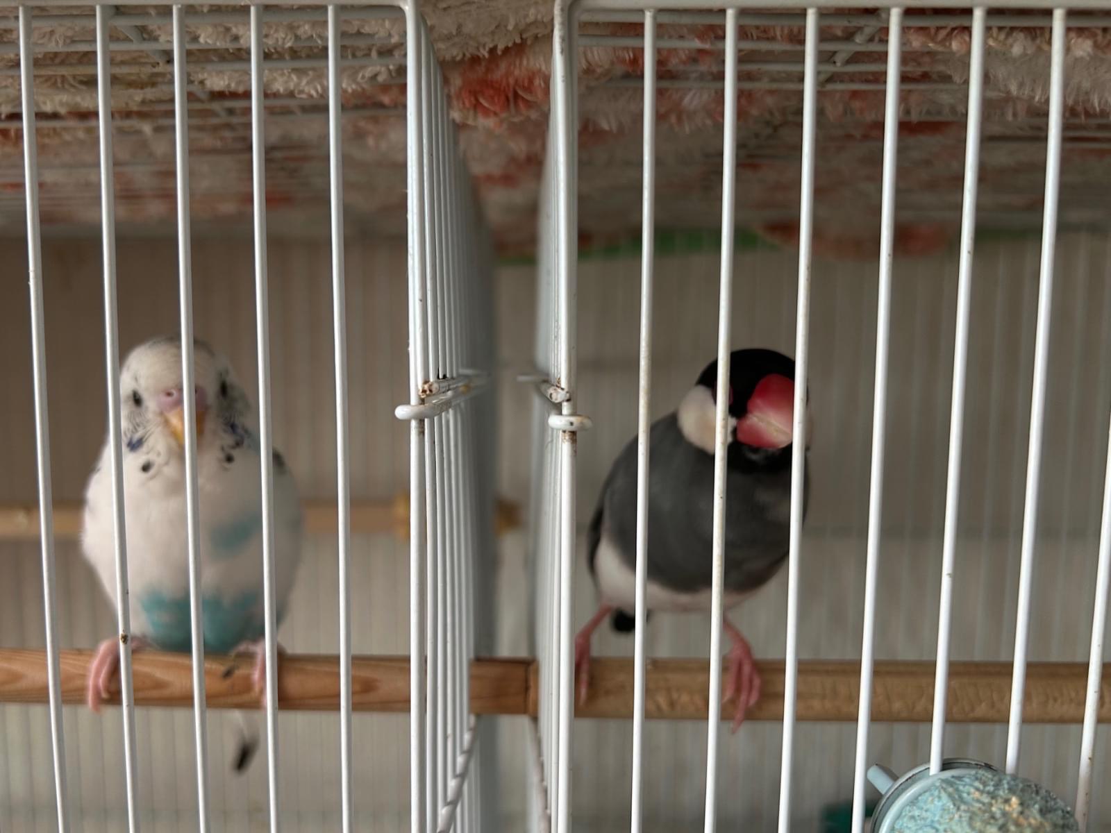 ゴンちゃん ゴンちゃん