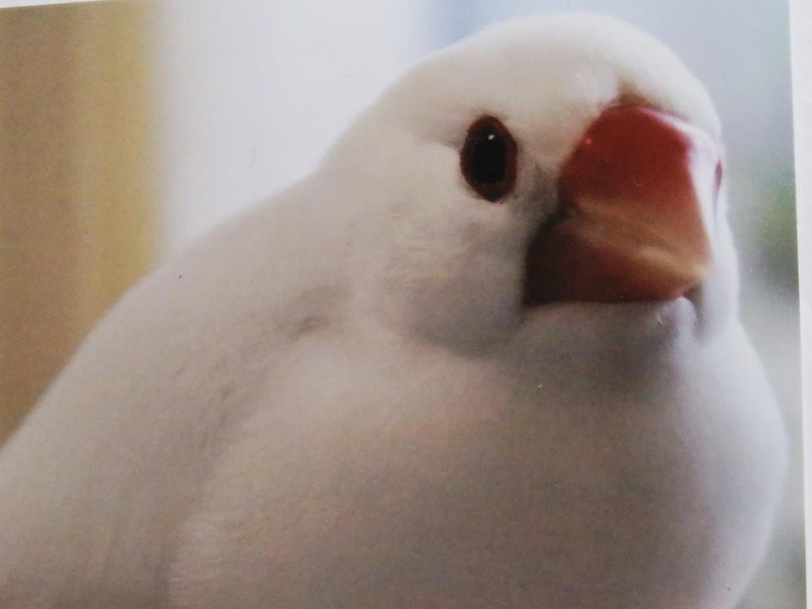 ぴーちゃん ぴーちゃん