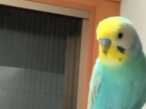 保護された鳥 保護された鳥