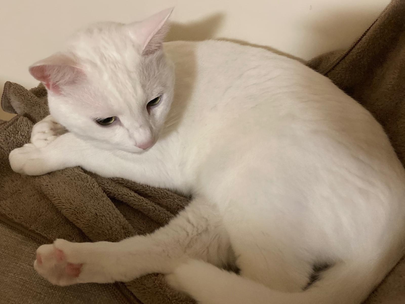 ここちゃん ここちゃん