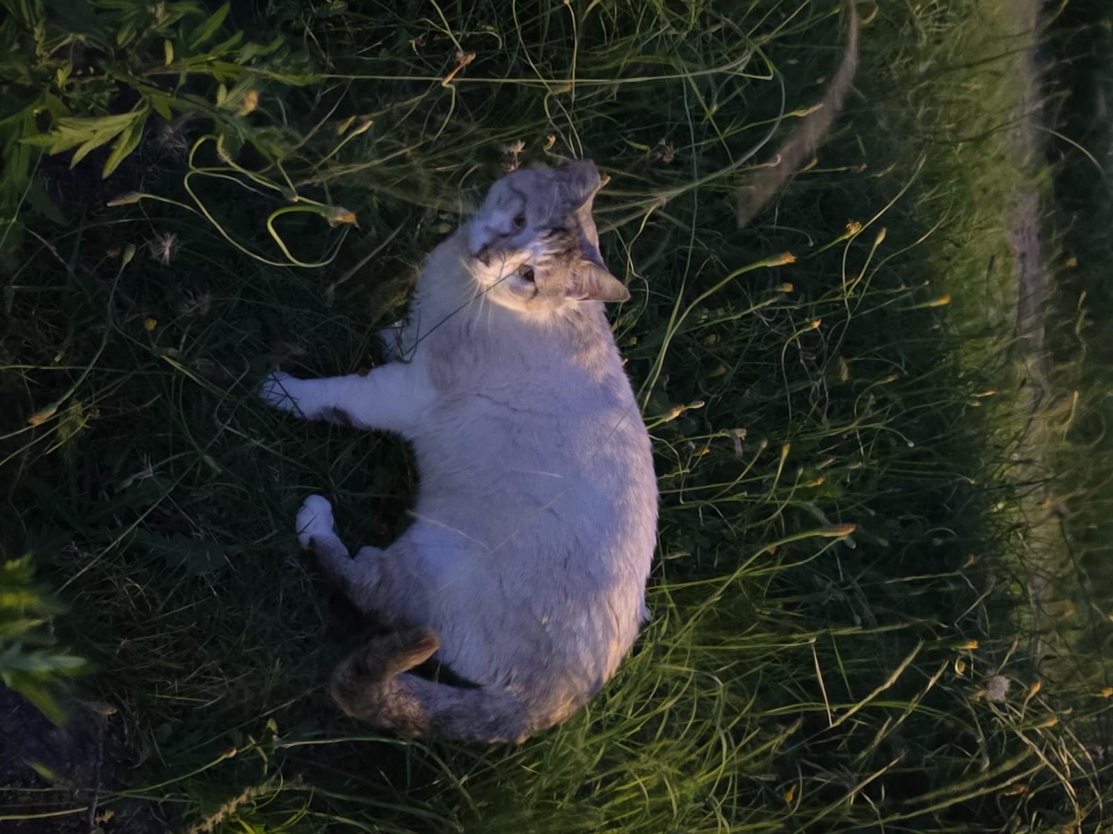 目撃された猫 目撃された猫