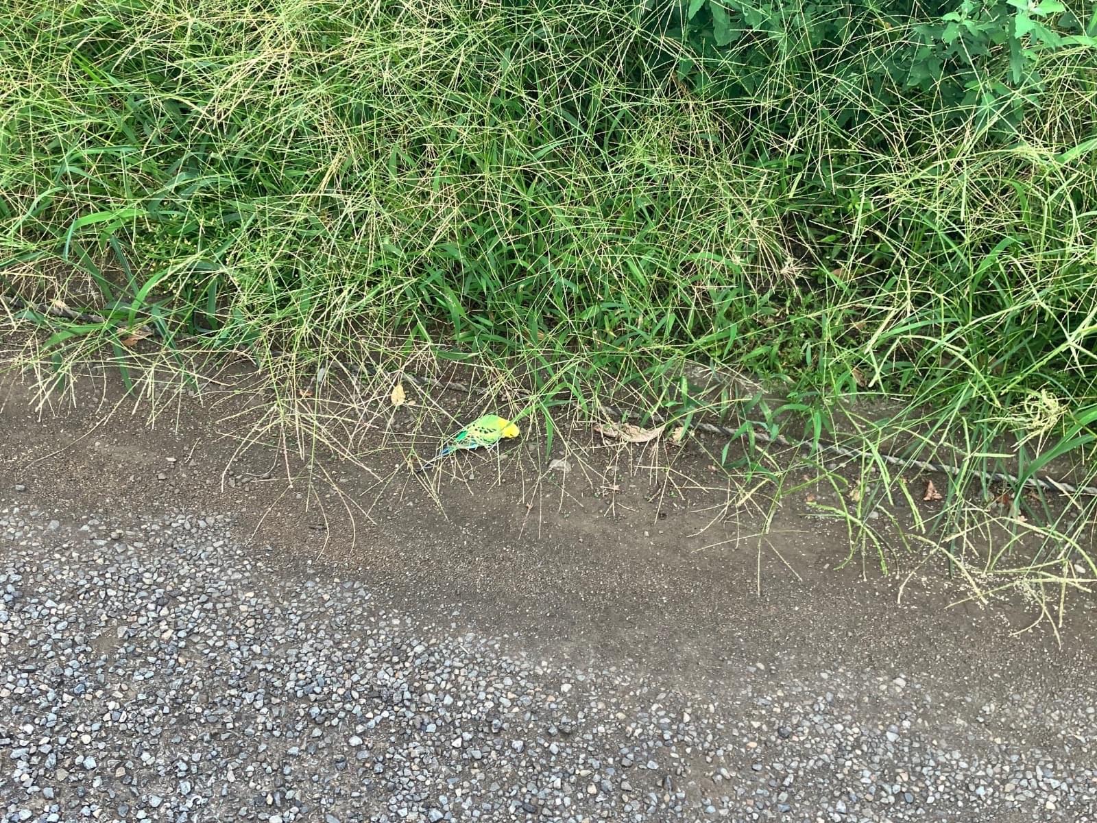 目撃された鳥 目撃された鳥
