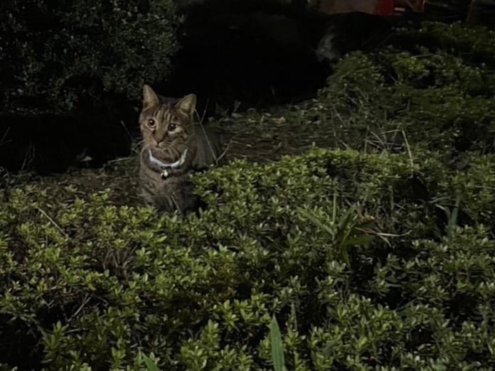 目撃された猫 目撃された猫
