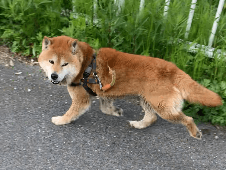 目撃された犬 目撃された犬