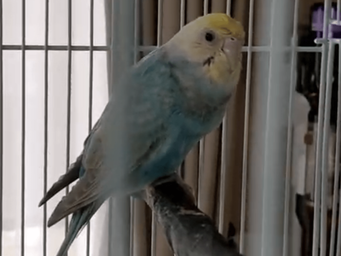 リンちゃん リンちゃん
