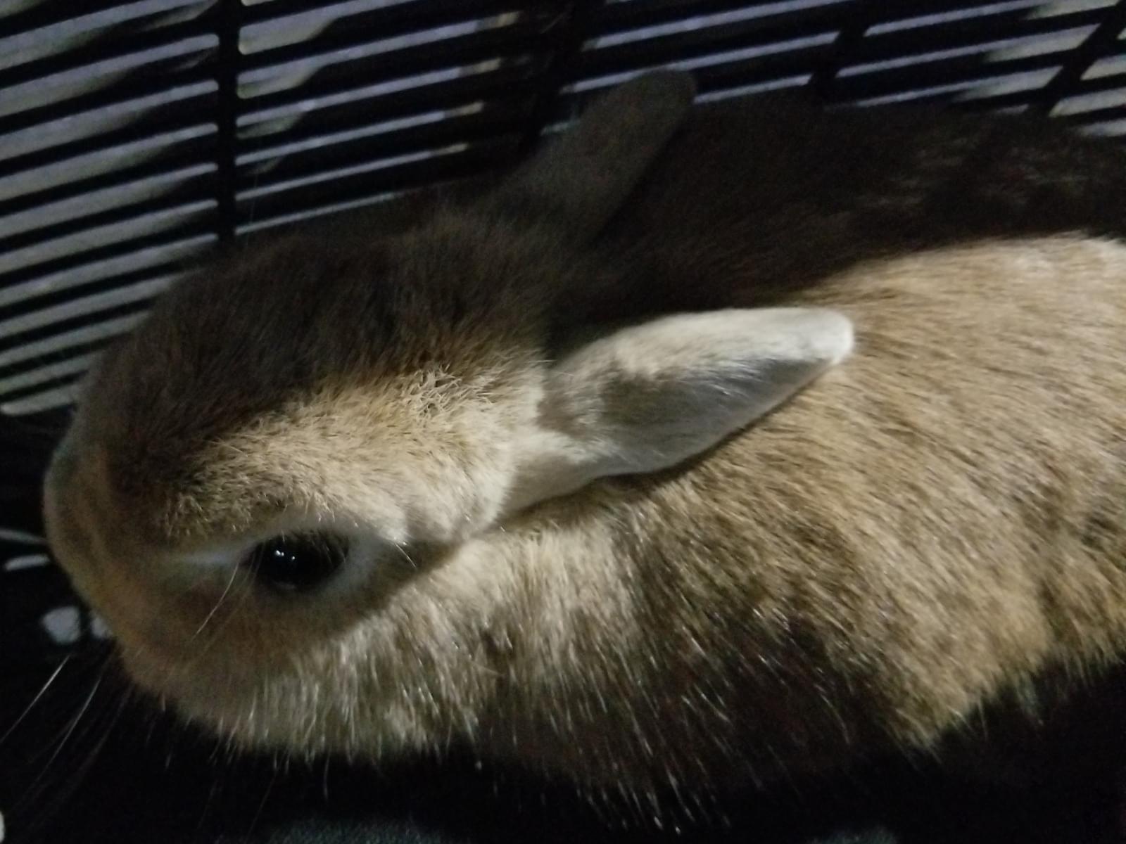 うさぎ ぬいぐるみ 大きい ふわふわ テディうさぎ ふわふわ甘え
