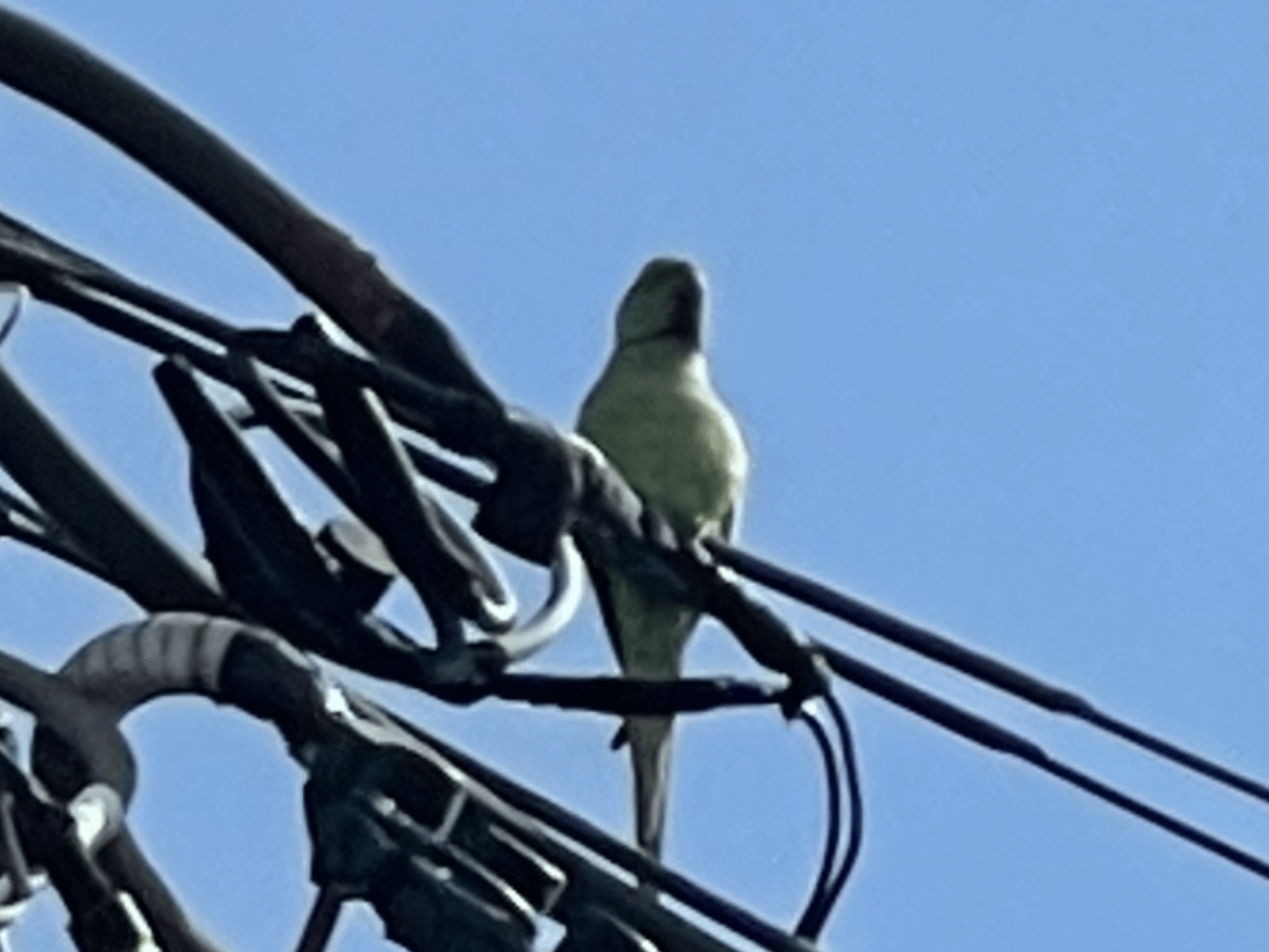 目撃された鳥 目撃された鳥