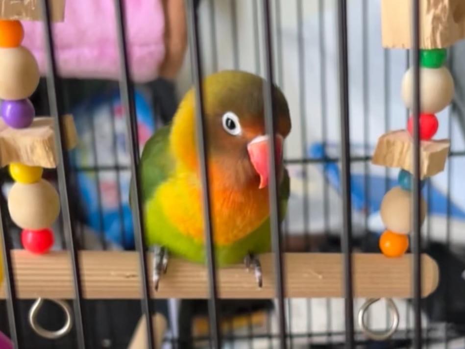 ぴぃちゃん ぴぃちゃん