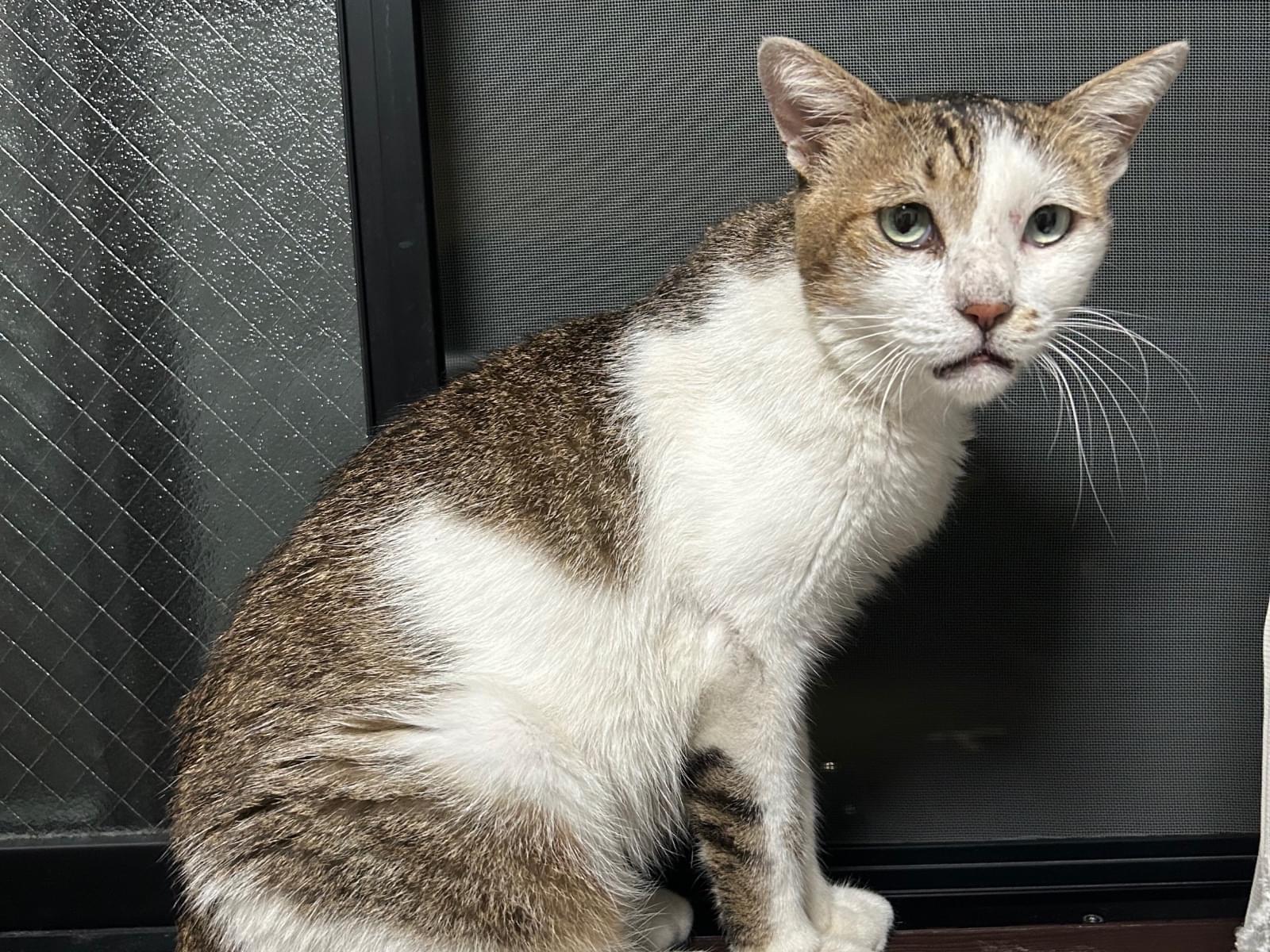 保護された猫 保護された猫