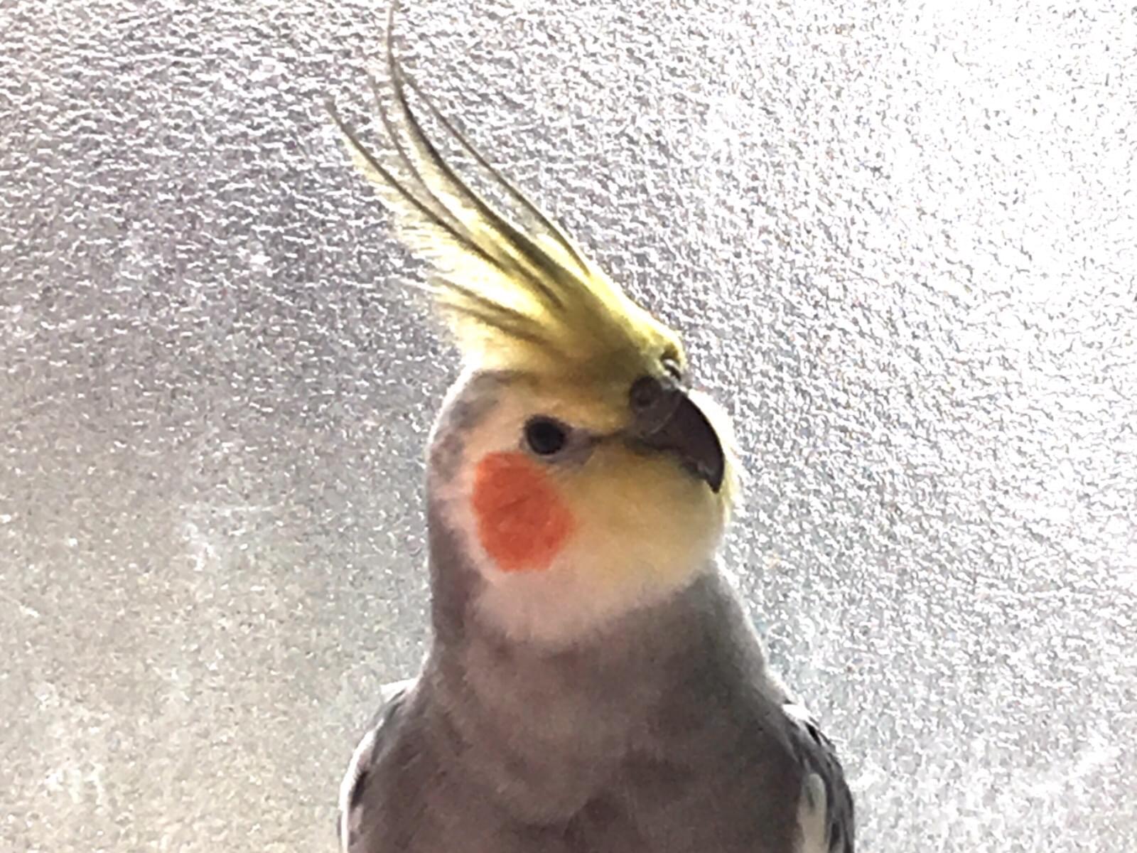 ピーコ ピーちゃん ピーコ ピーちゃん