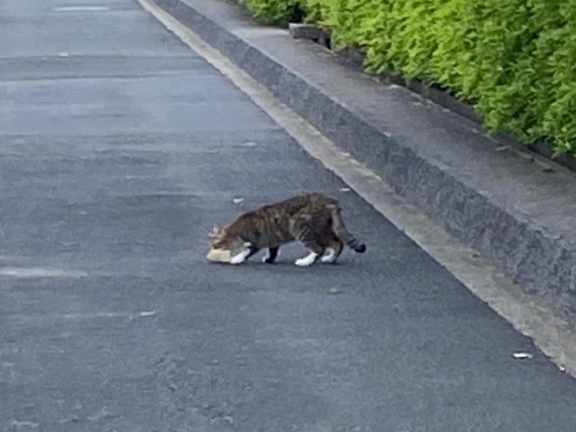 目撃された猫 目撃された猫