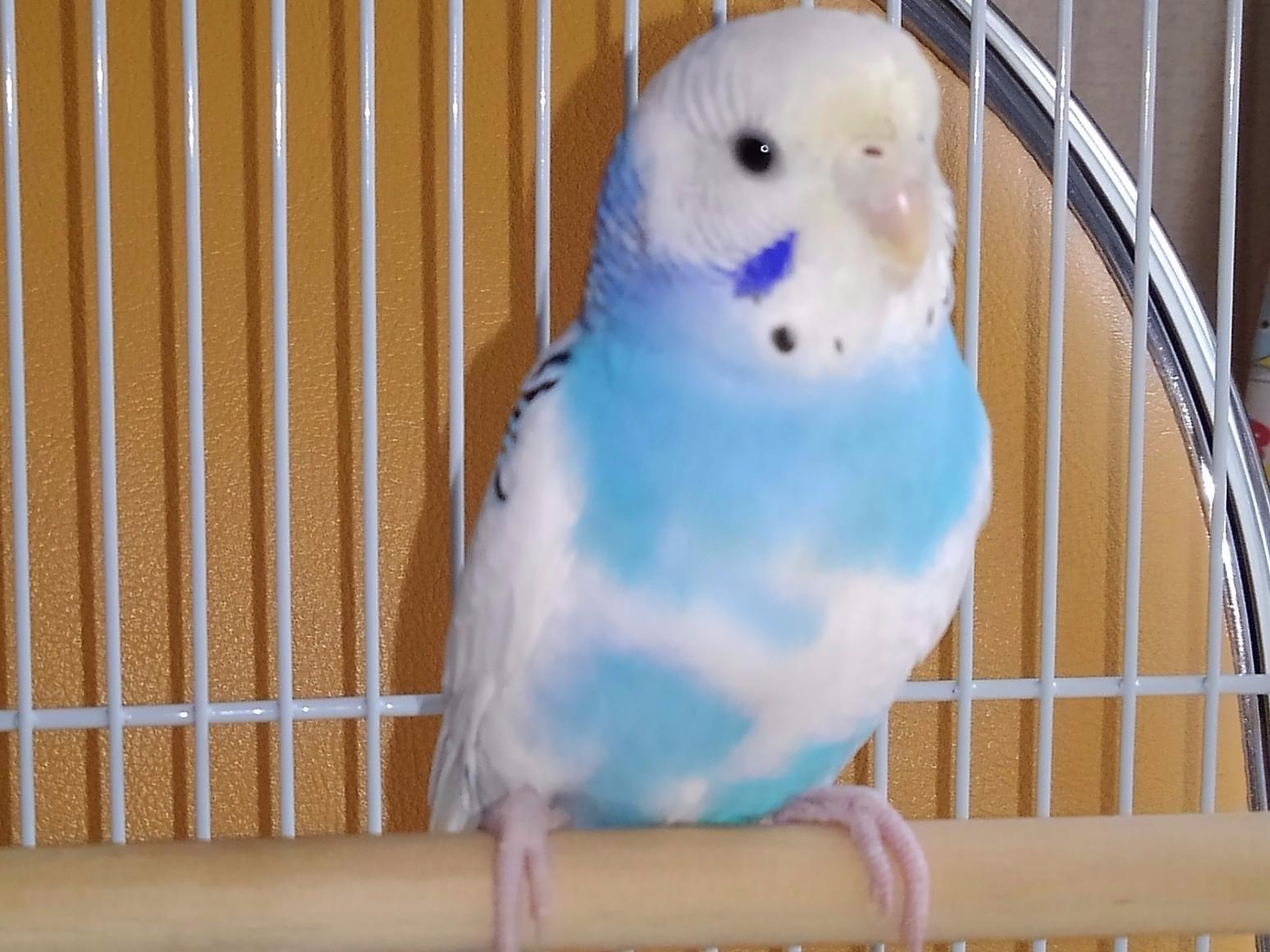 保護された鳥 保護された鳥