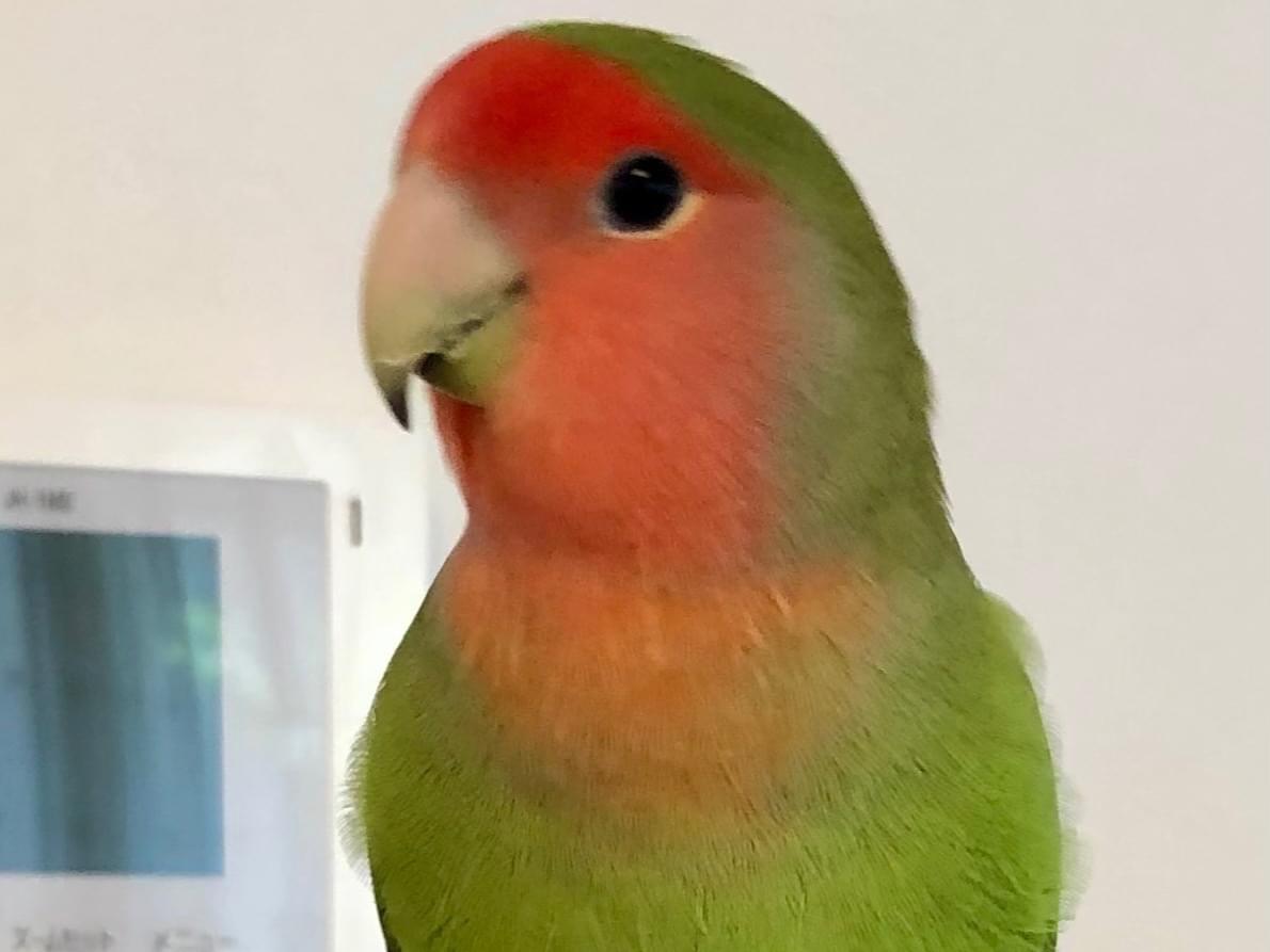 来夢ちゃん 来夢ちゃん