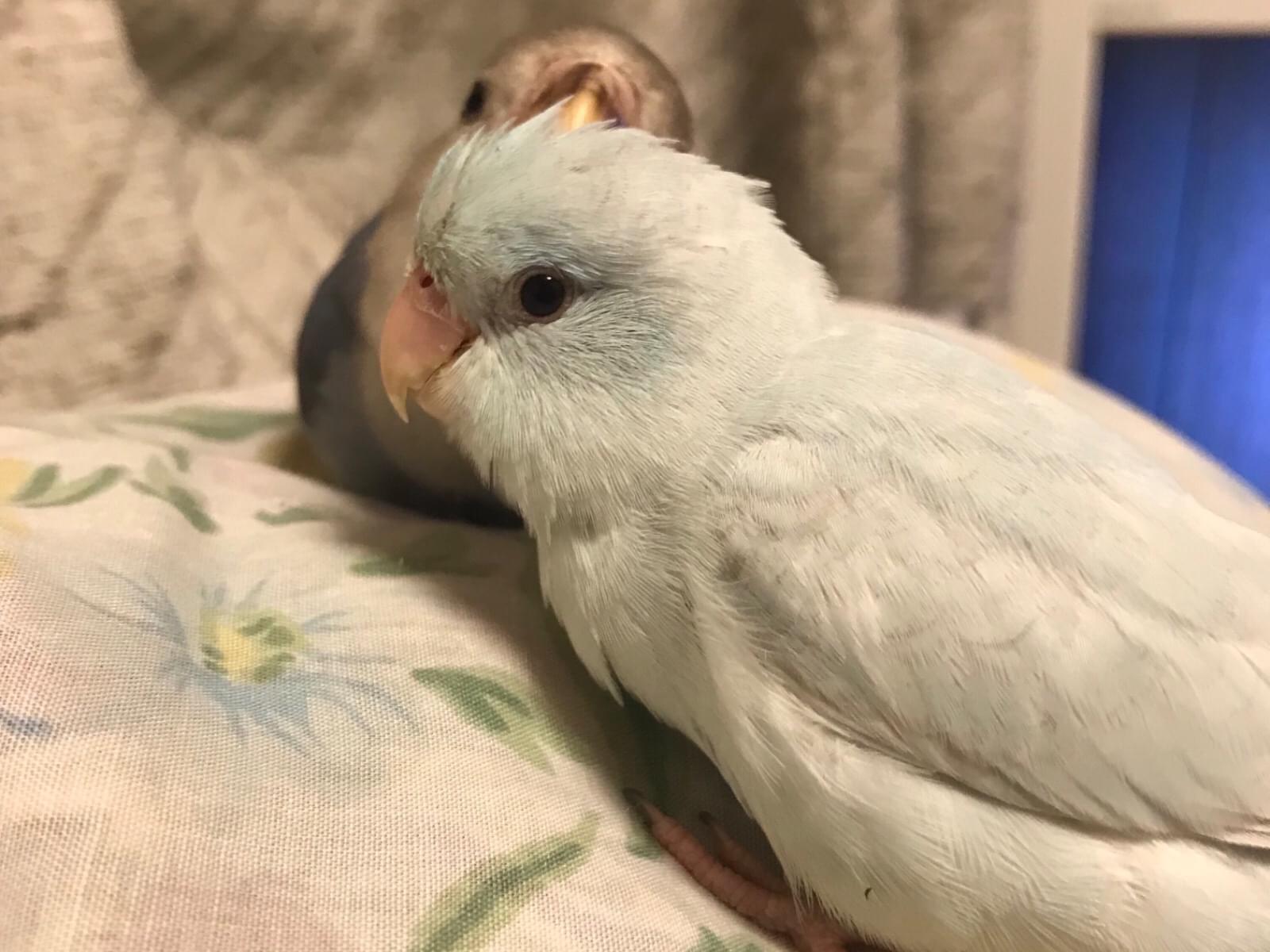 こごみちゃん こごみちゃん