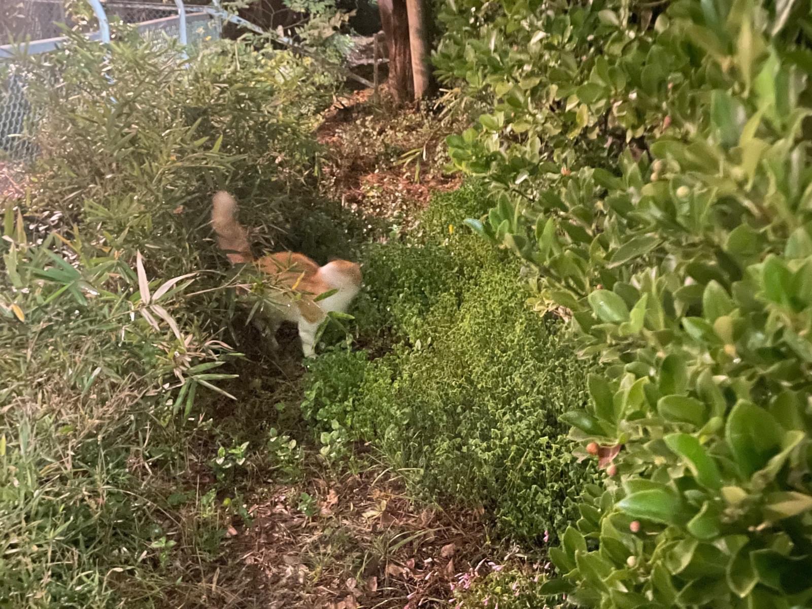 目撃された猫 目撃された猫