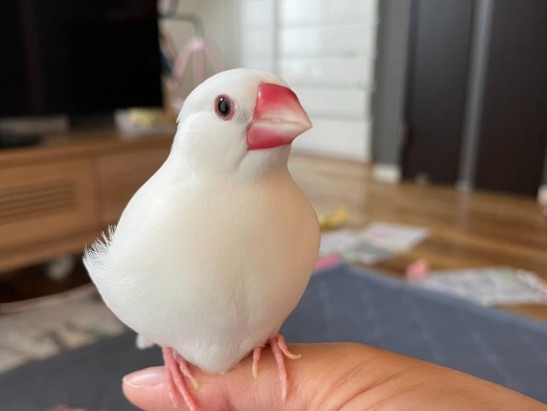 まろちゃん まろちゃん