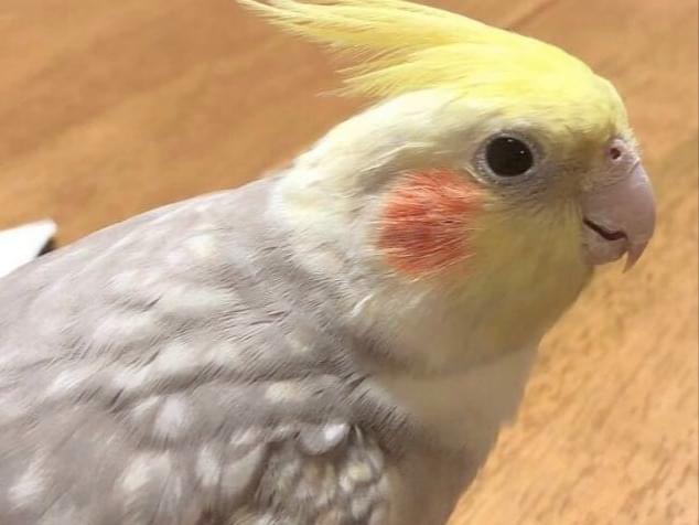 シャオインちゃん シャオインちゃん