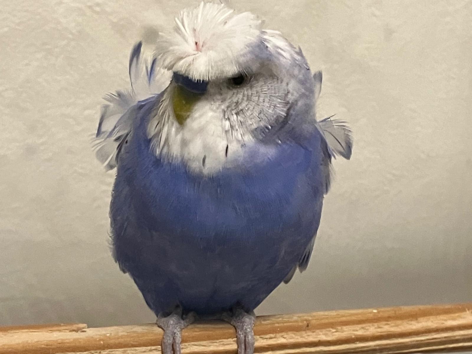 ハッピーちゃん ハッピーちゃん