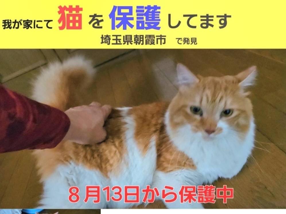 保護された猫 保護された猫