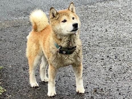 目撃された犬