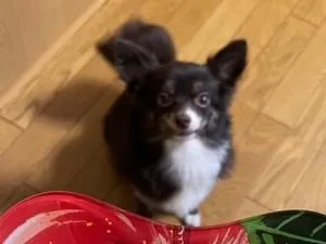 竹原市で迷子になった黒と白のMIX犬(ポメラニアン✖️チワワ)を探し