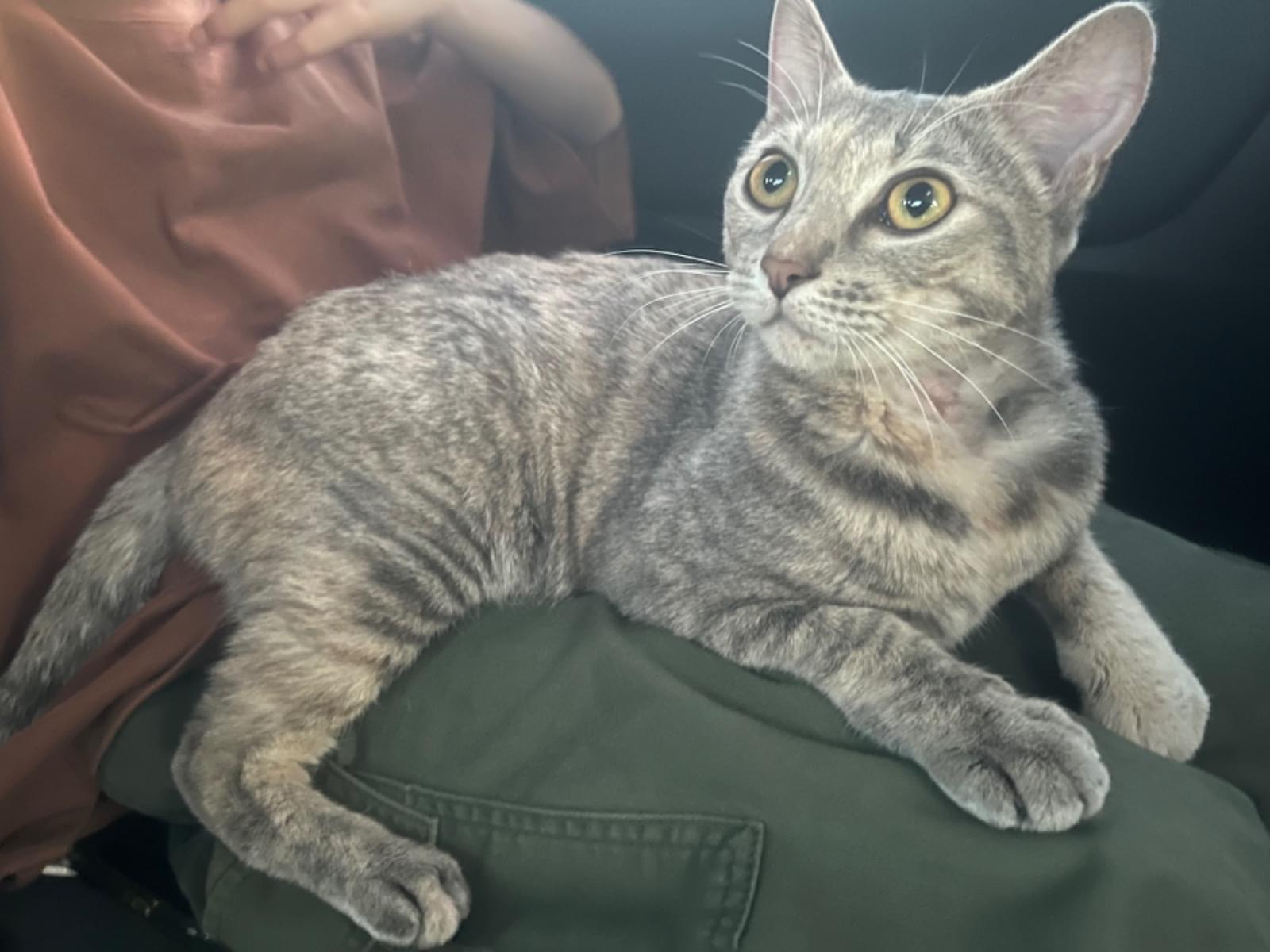 保護された猫 保護された猫