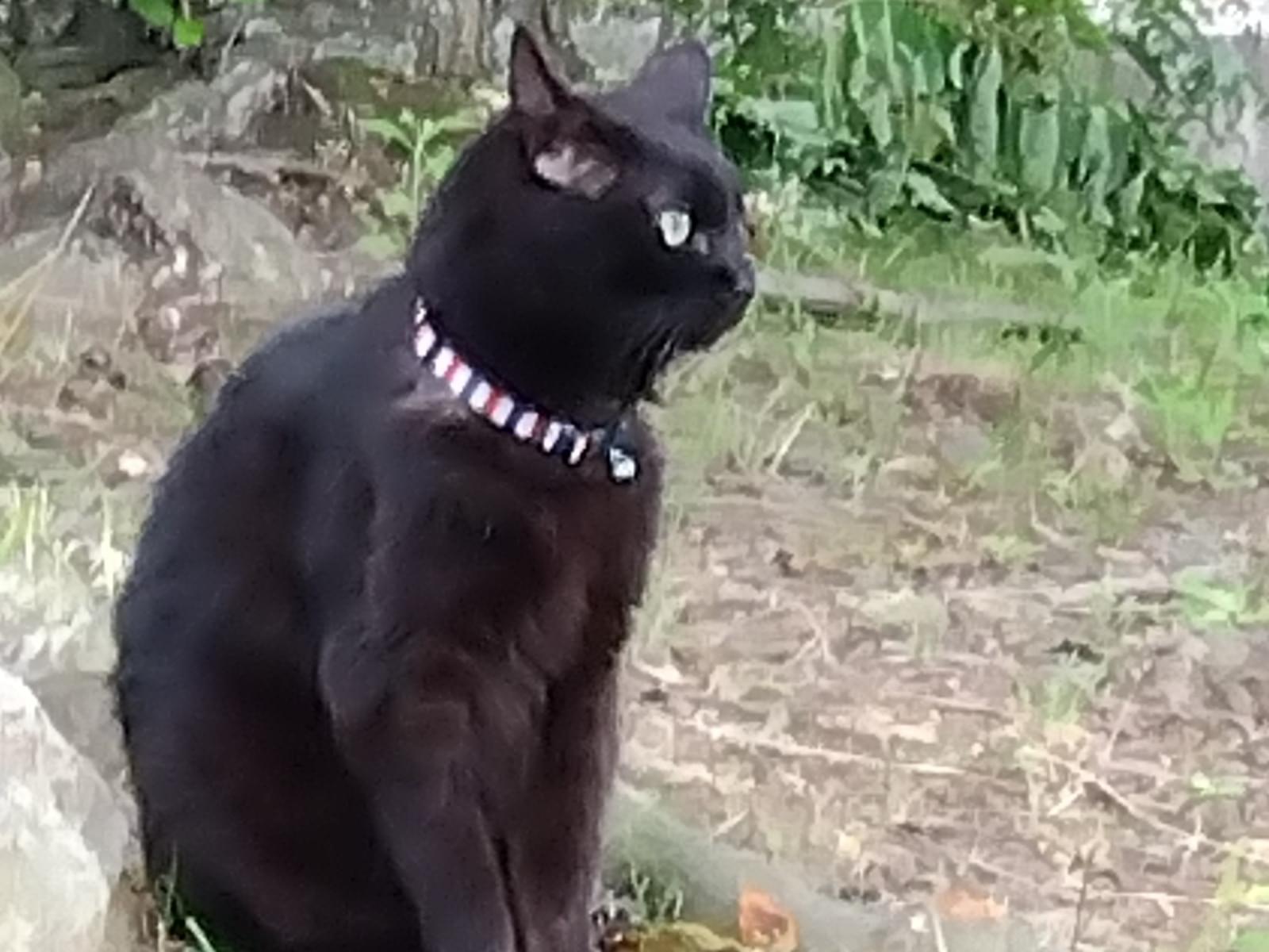 目撃された猫 目撃された猫