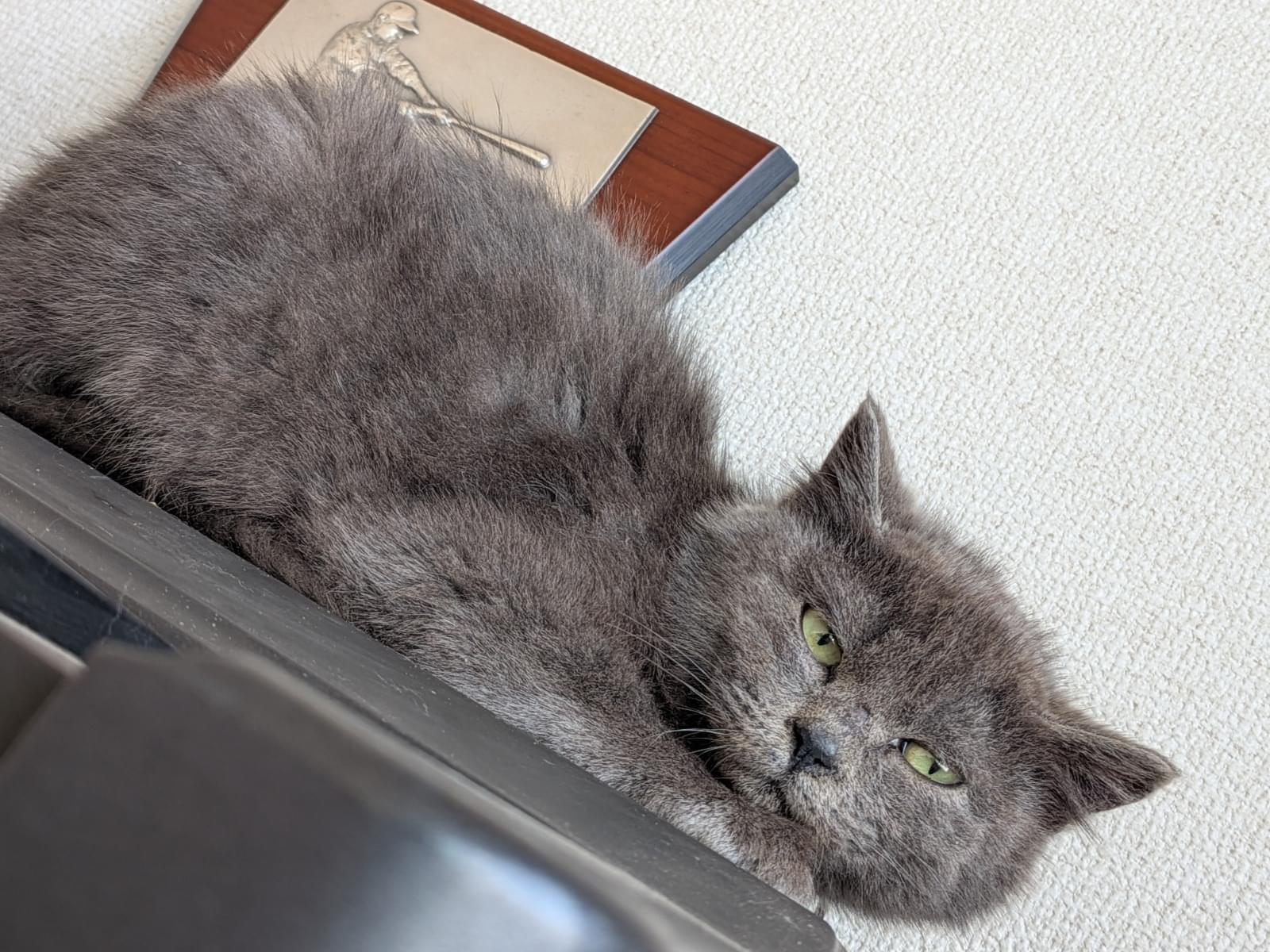 クロちゃん クロちゃん