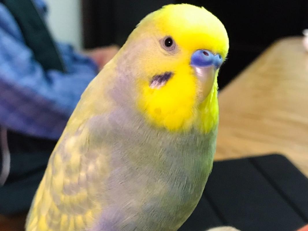ソラちゃん ソラちゃん