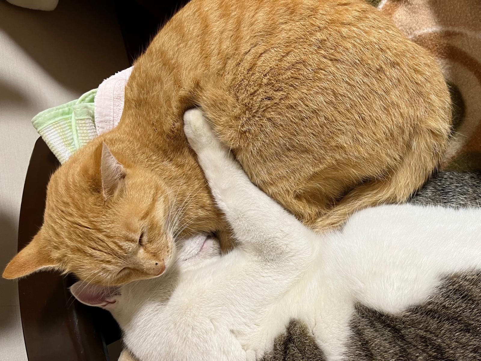 保護された猫 保護された猫