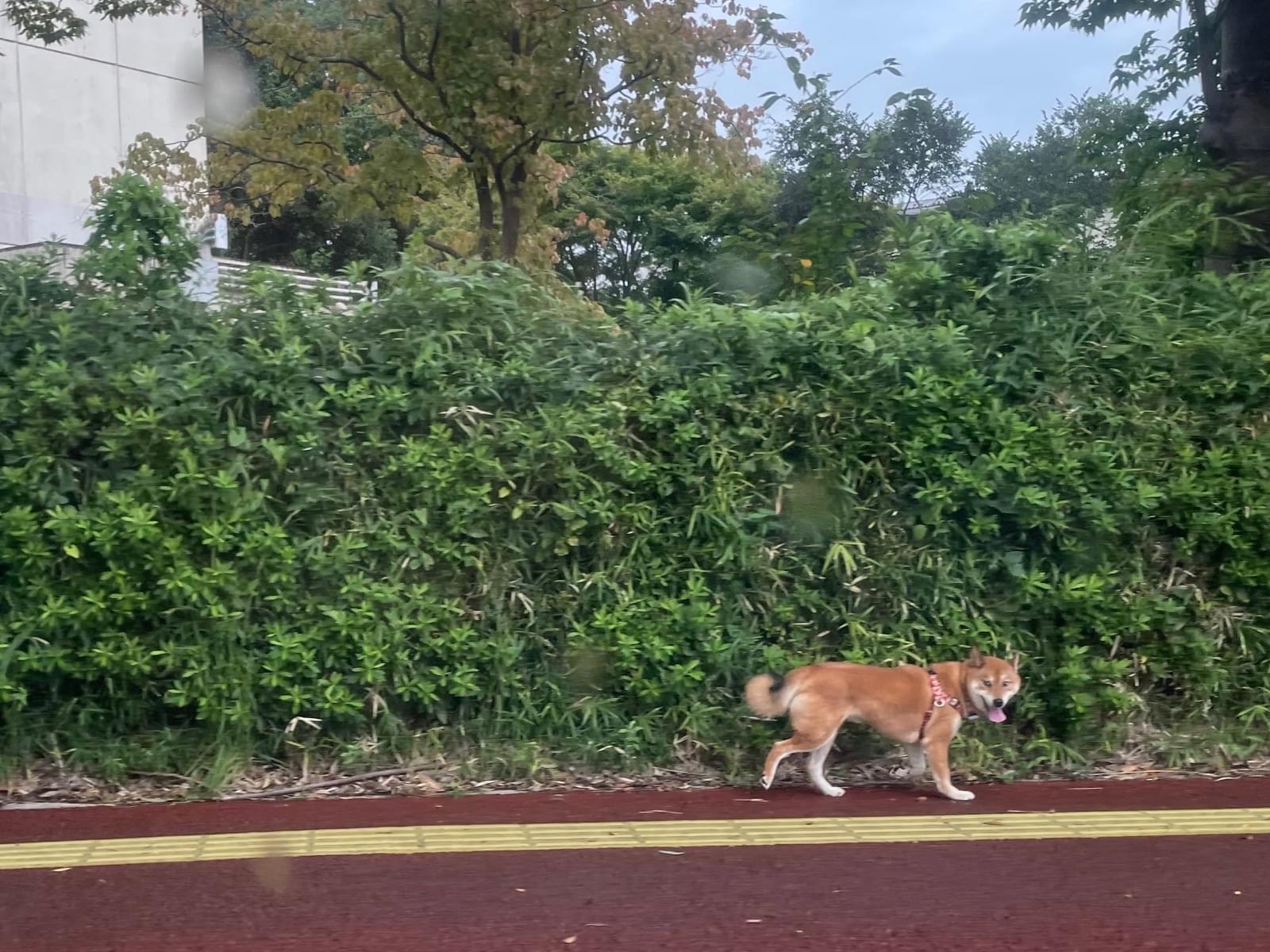 目撃された犬 目撃された犬