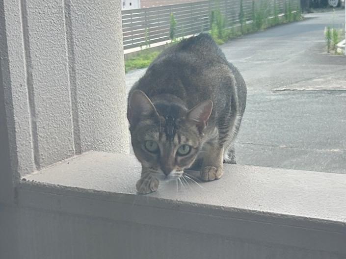 目撃された猫 目撃された猫