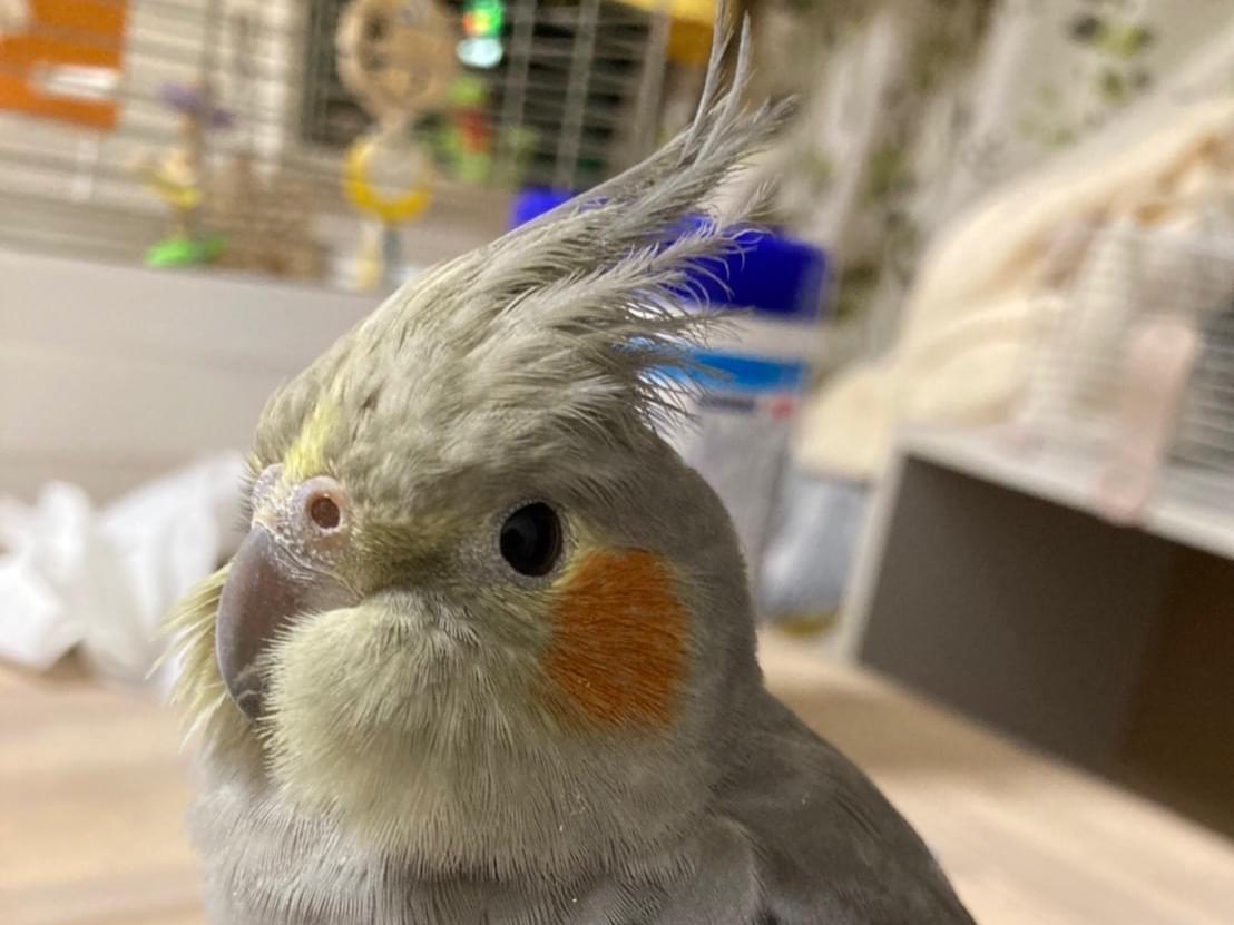 よもぎちゃん よもぎちゃん