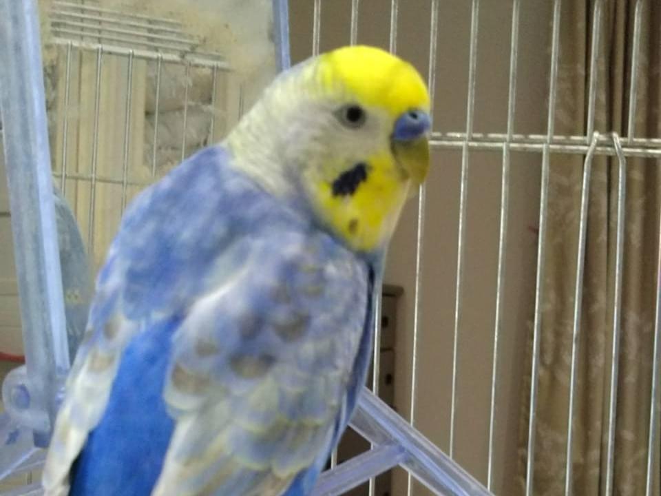 ゆずちゃん ゆずちゃん