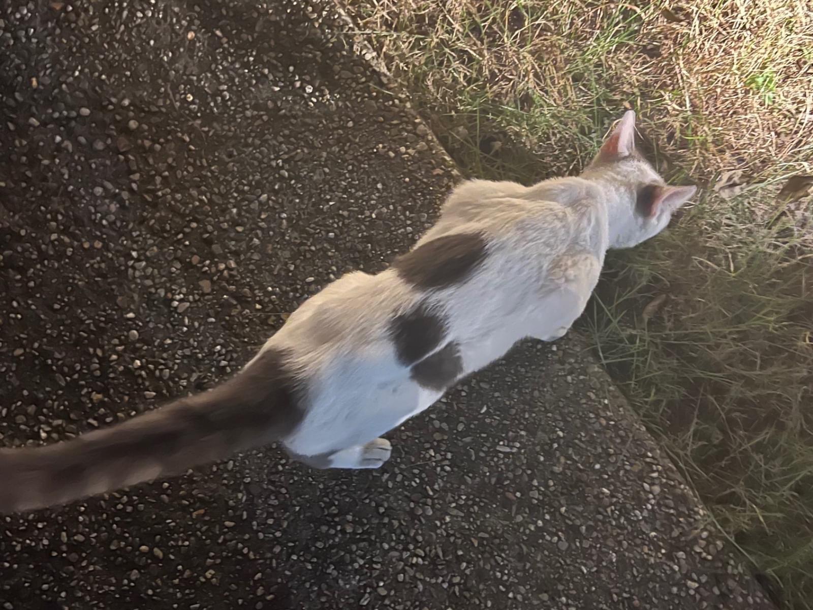 目撃された猫 目撃された猫