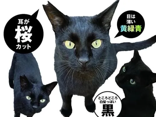 右耳カットあり 人懐っこい黒猫 右耳カットあり 人懐っこい黒猫