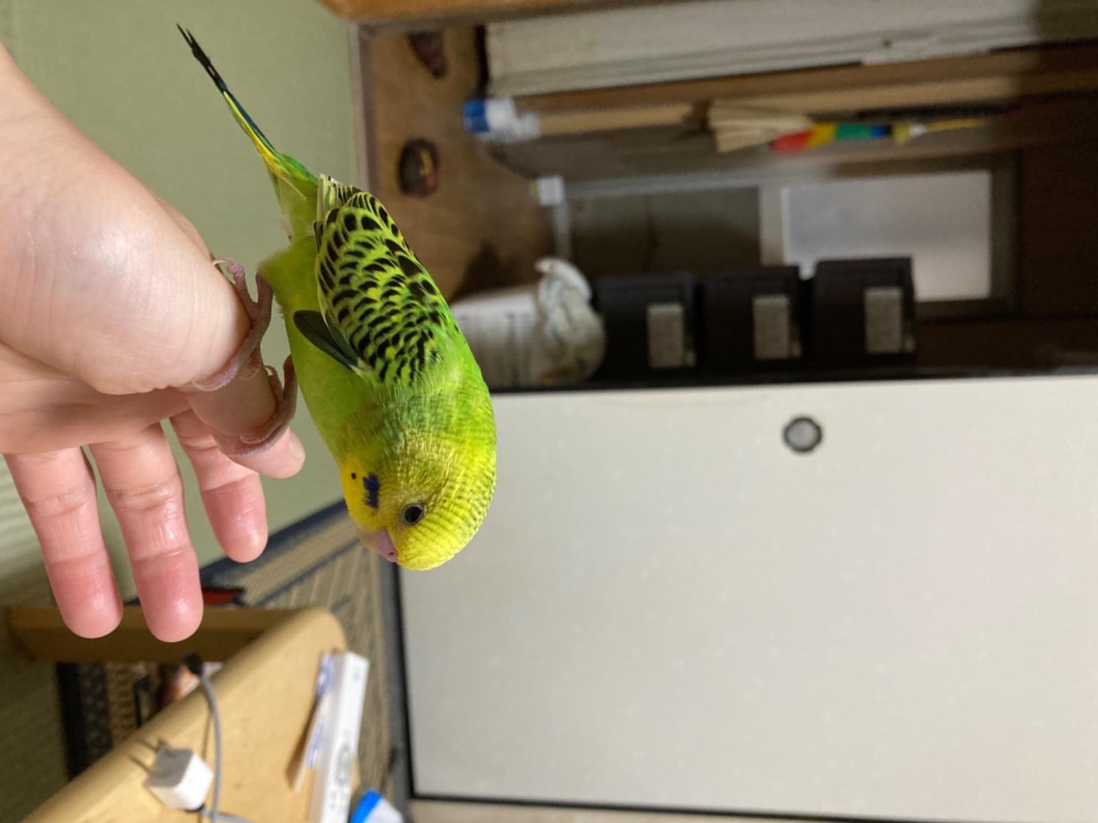 キキちゃん キキちゃん