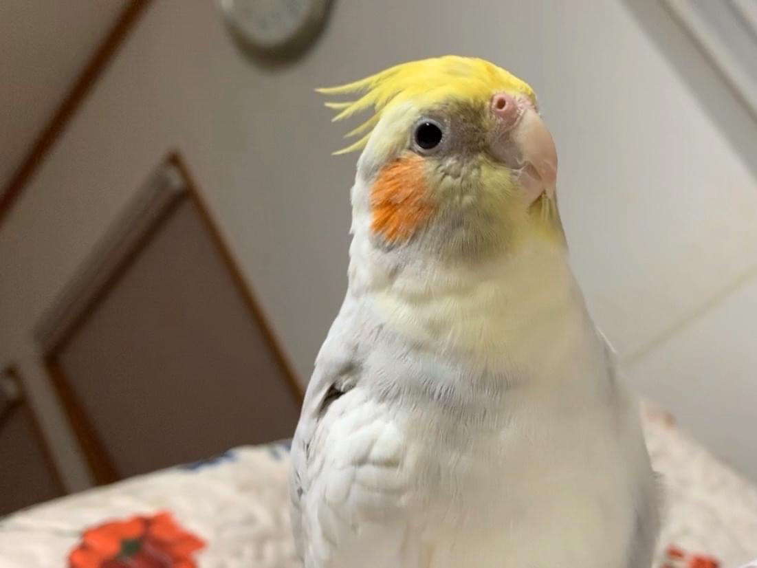 クリちゃん クリちゃん
