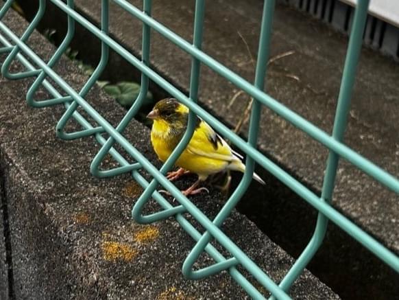 目撃された鳥 目撃された鳥