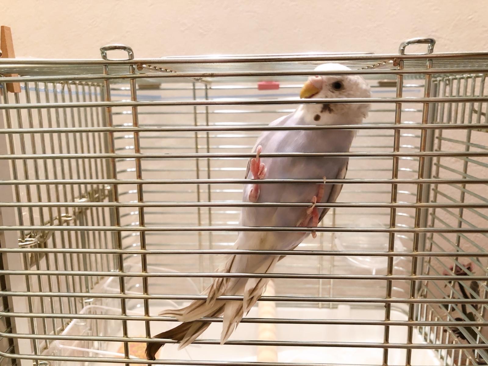保護された鳥 保護された鳥