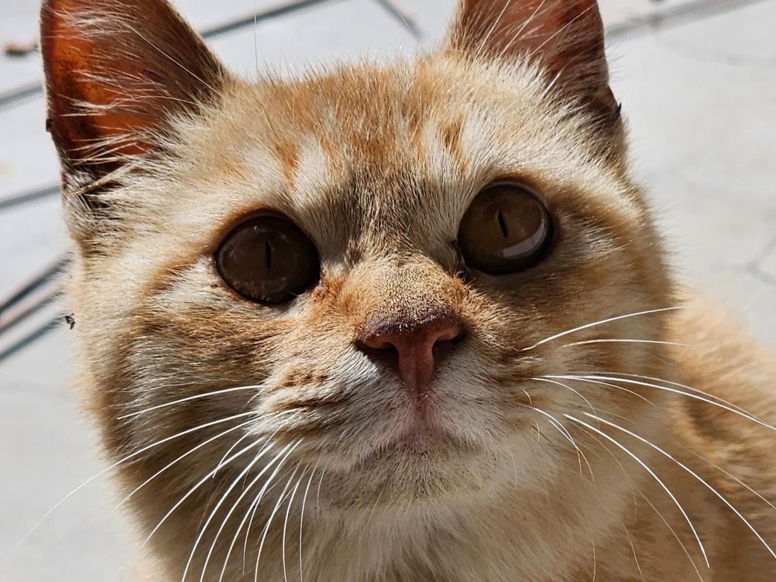 目撃された猫 目撃された猫